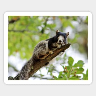 Fox Squirrel Sticker